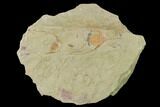 Lonchodomas (Ampyx) Trilobite - Morocco #141888-1